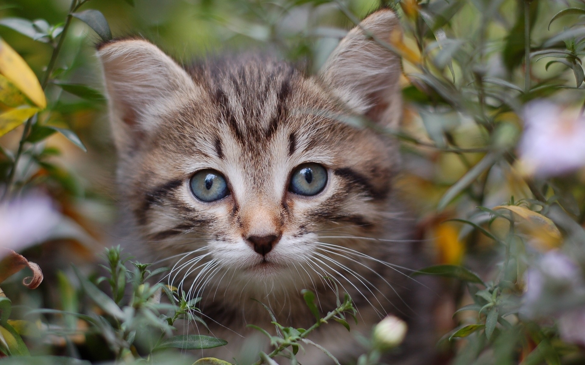 cat, Muzzle, Eyes, Grass Wallpaper