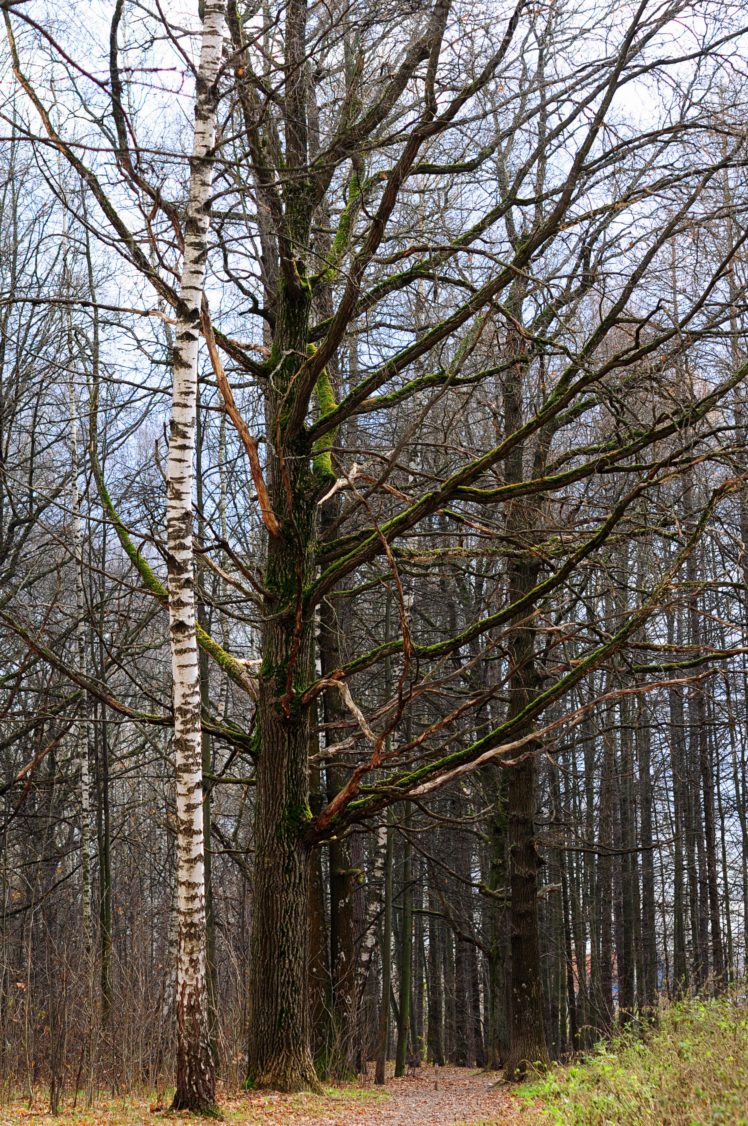 tree, Nature, Forest, Beauty HD Wallpaper Desktop Background