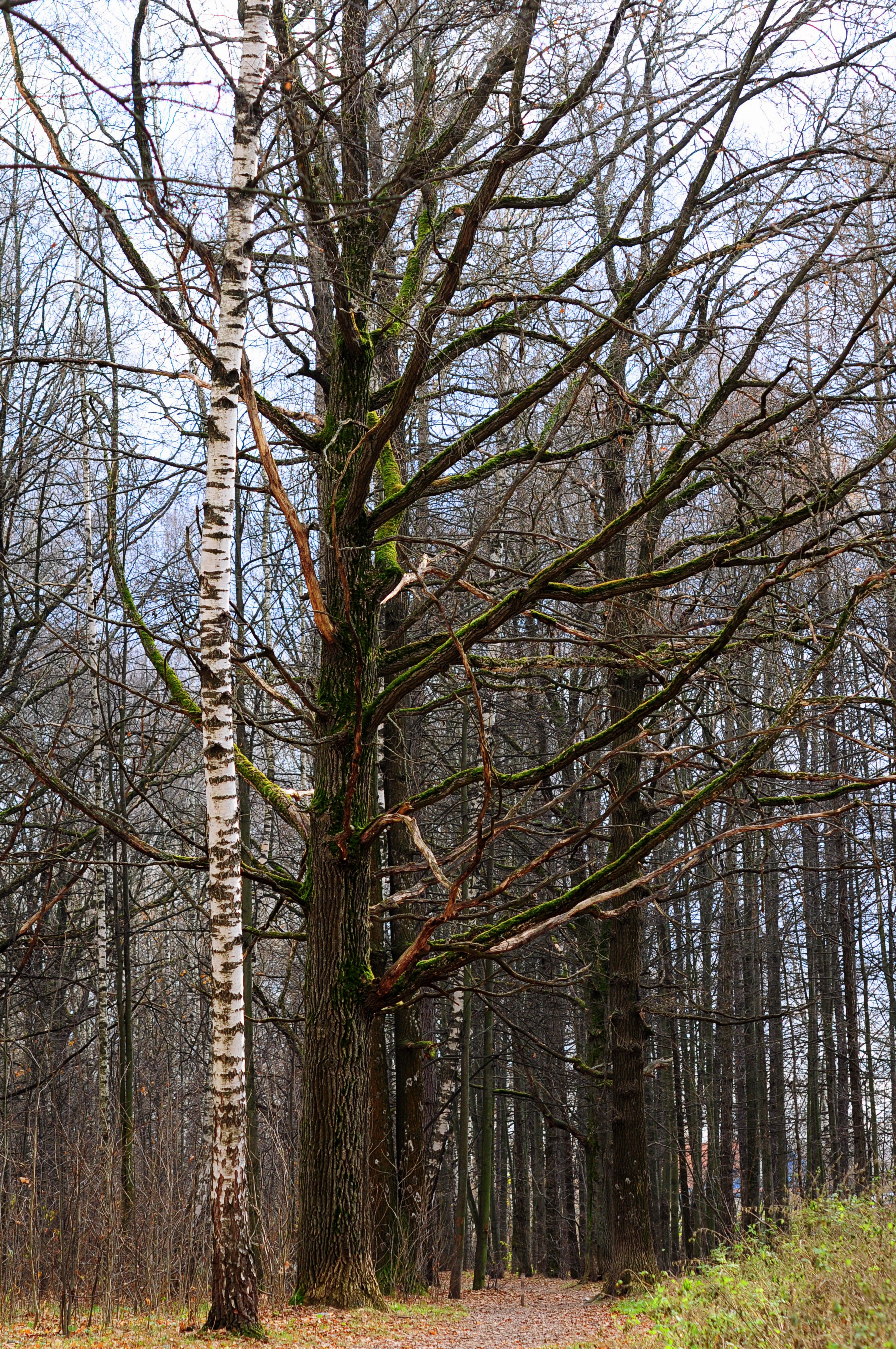 tree, Nature, Forest, Beauty Wallpaper