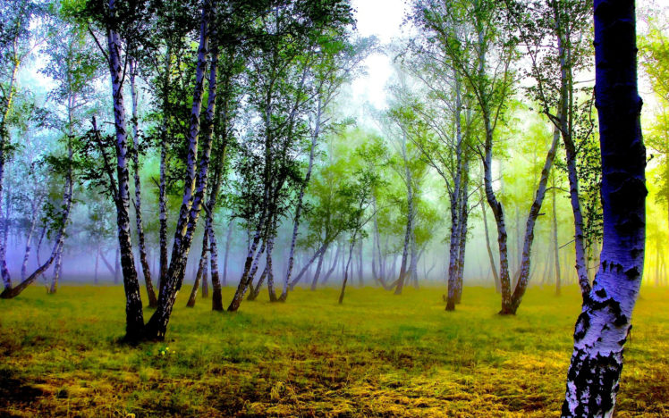 forest, Trees, Grass, Fog, Birch, Trunk HD Wallpaper Desktop Background