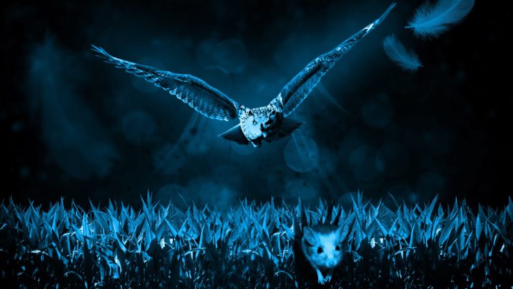 hunter, Owl, Predator, Mouse HD Wallpaper Desktop Background
