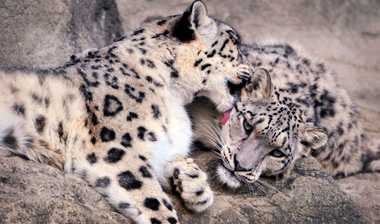 leopards, Glance, Animals, Leopard HD Wallpaper Desktop Background