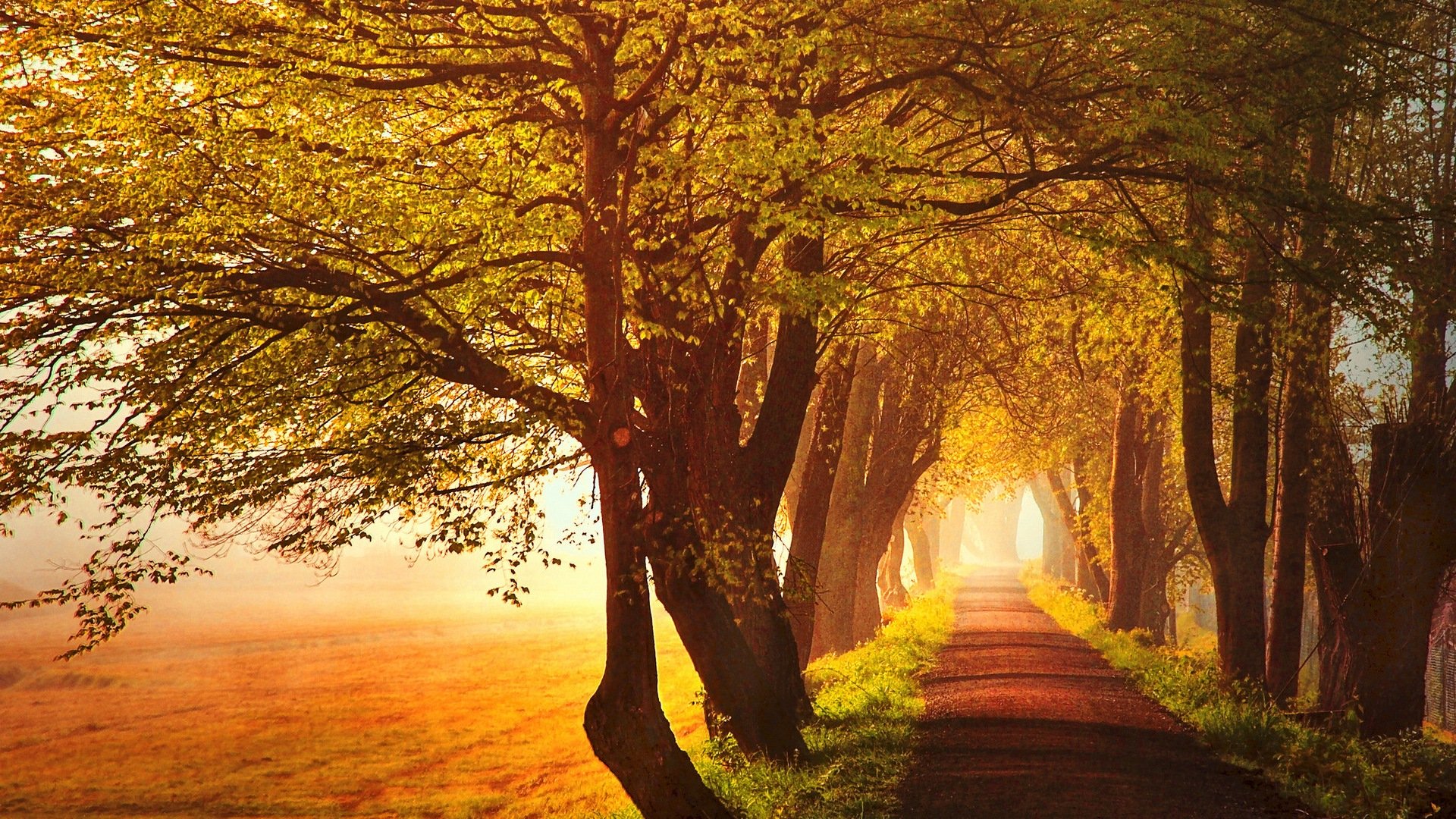 arboles, Carretera, Sol Wallpaper