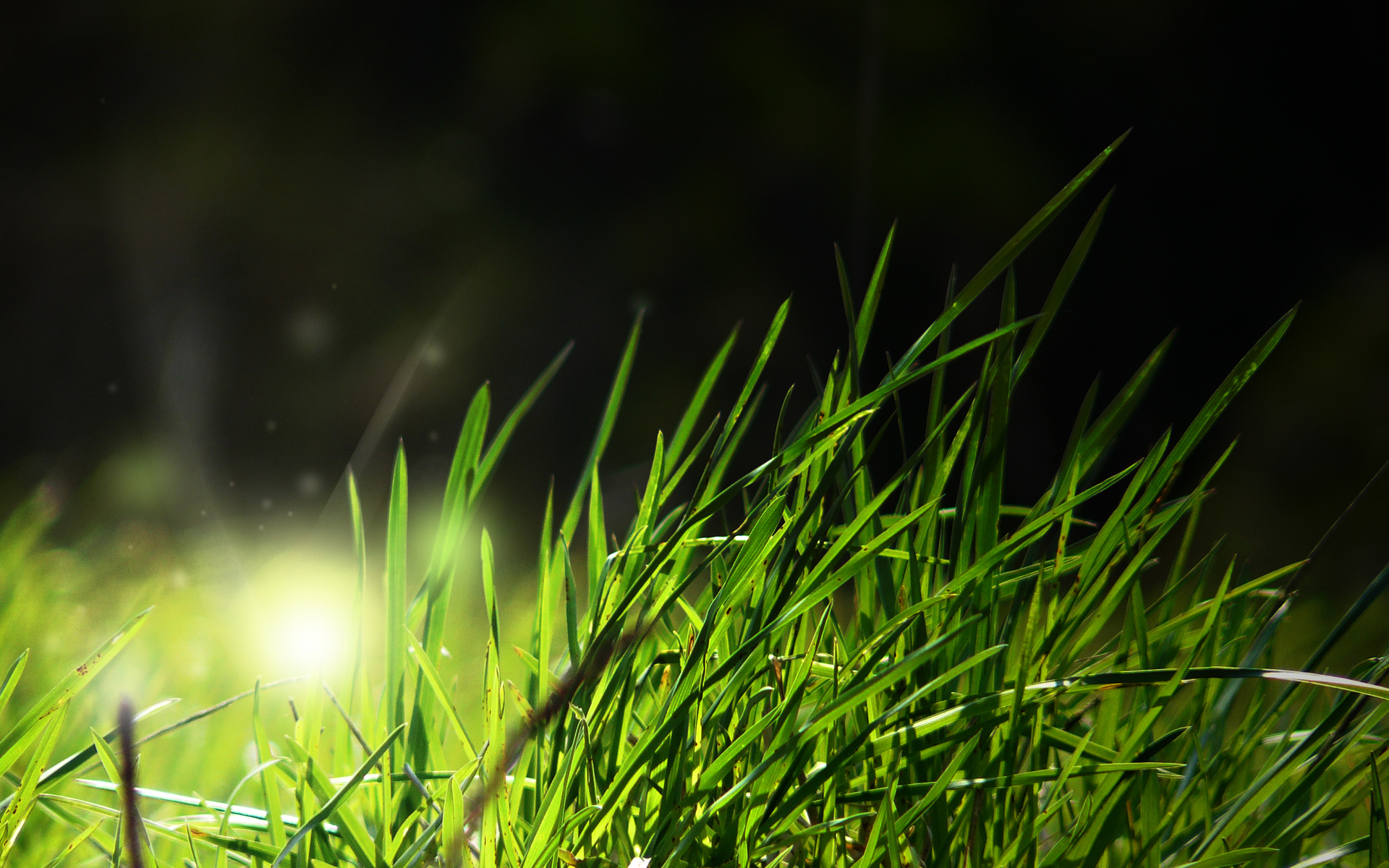 nature, Grass Wallpapers HD / Desktop and Mobile Backgrounds