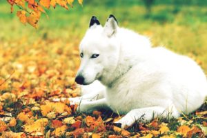 nature, Autumn, Season, Animals, Dogs, Husky, Animals, Leaves