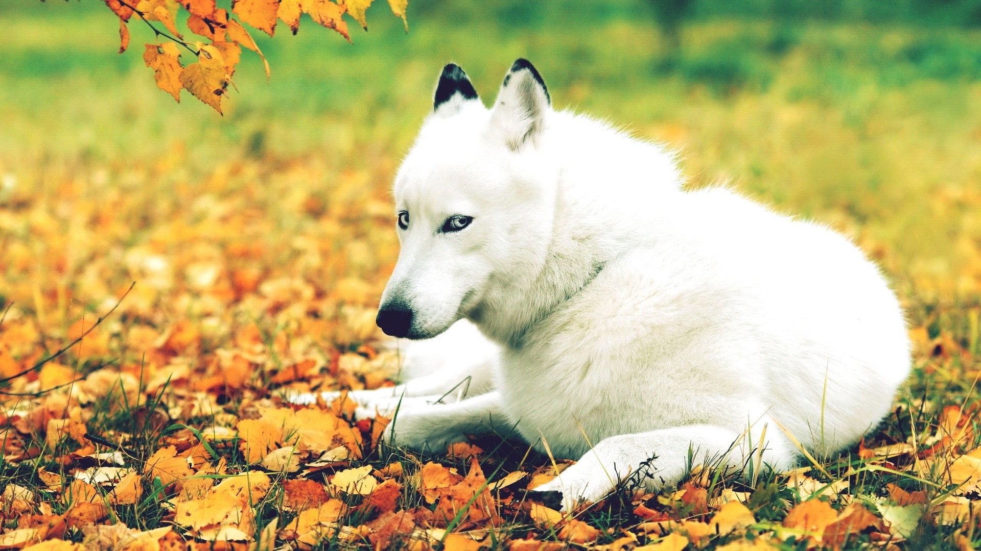 nature, Autumn, Season, Animals, Dogs, Husky, Animals, Leaves Wallpaper