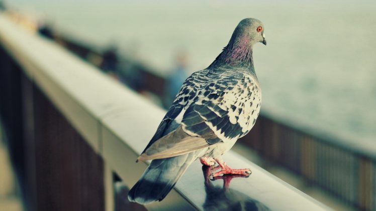 pigeons, Pigeon HD Wallpaper Desktop Background