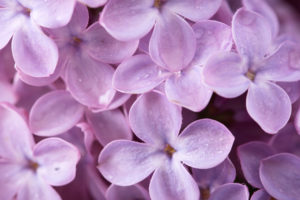 lilac, Petals