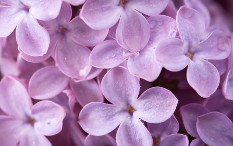 lilac, Petals HD Wallpaper Desktop Background