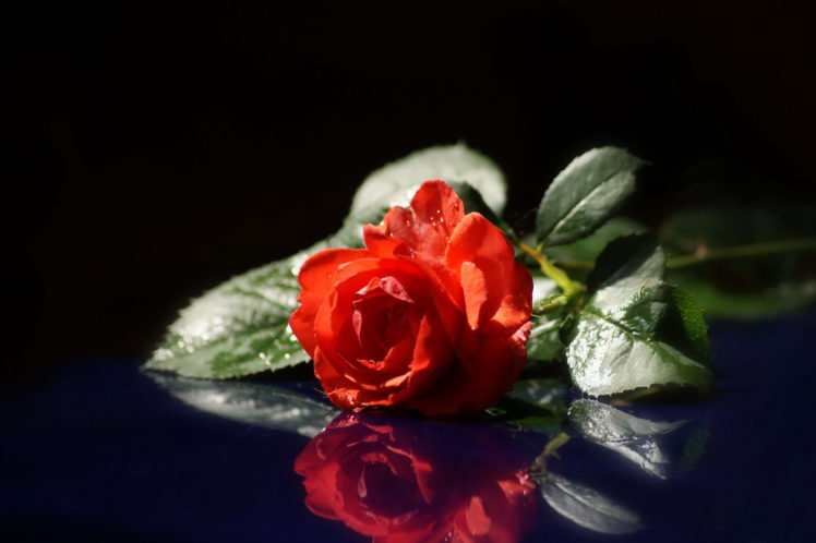 roses, Red, Flowers HD Wallpaper Desktop Background