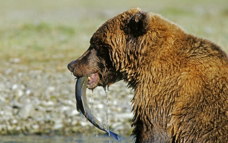 salmon, Bears, Bear HD Wallpaper Desktop Background
