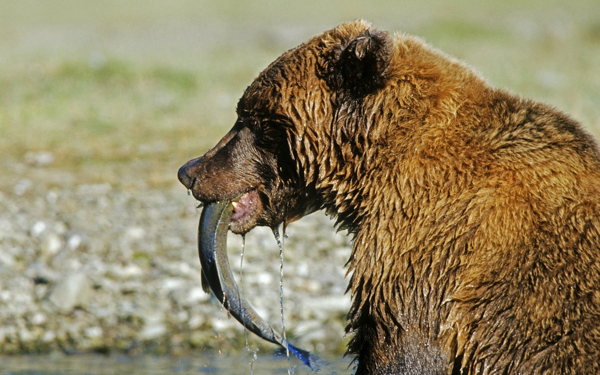 salmon, Bears, Bear Wallpaper