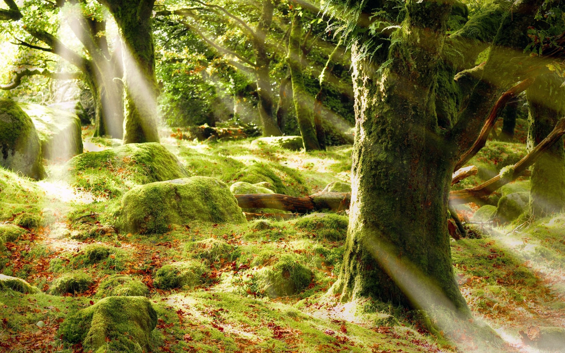 wood, Stem, Leaves, Moss, Herbs, Stones, Beams, Light Wallpaper