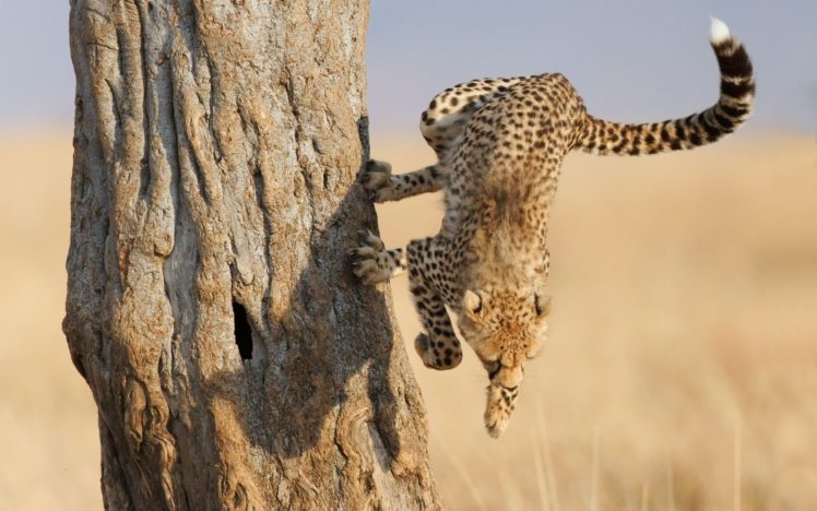 cats, Animals, Cheetahs HD Wallpaper Desktop Background