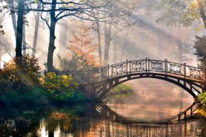 water, Landscapes, Nature, Trees, Forest, Bridges, Sunlight, Scenic, Morning, Rivers