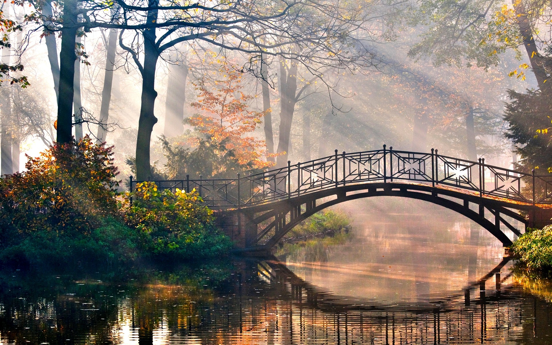 water, Landscapes, Nature, Trees, Forest, Bridges, Sunlight, Scenic, Morning, Rivers Wallpaper