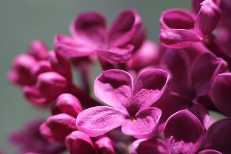 lilac, Flowers, Macro, Sunlight HD Wallpaper Desktop Background