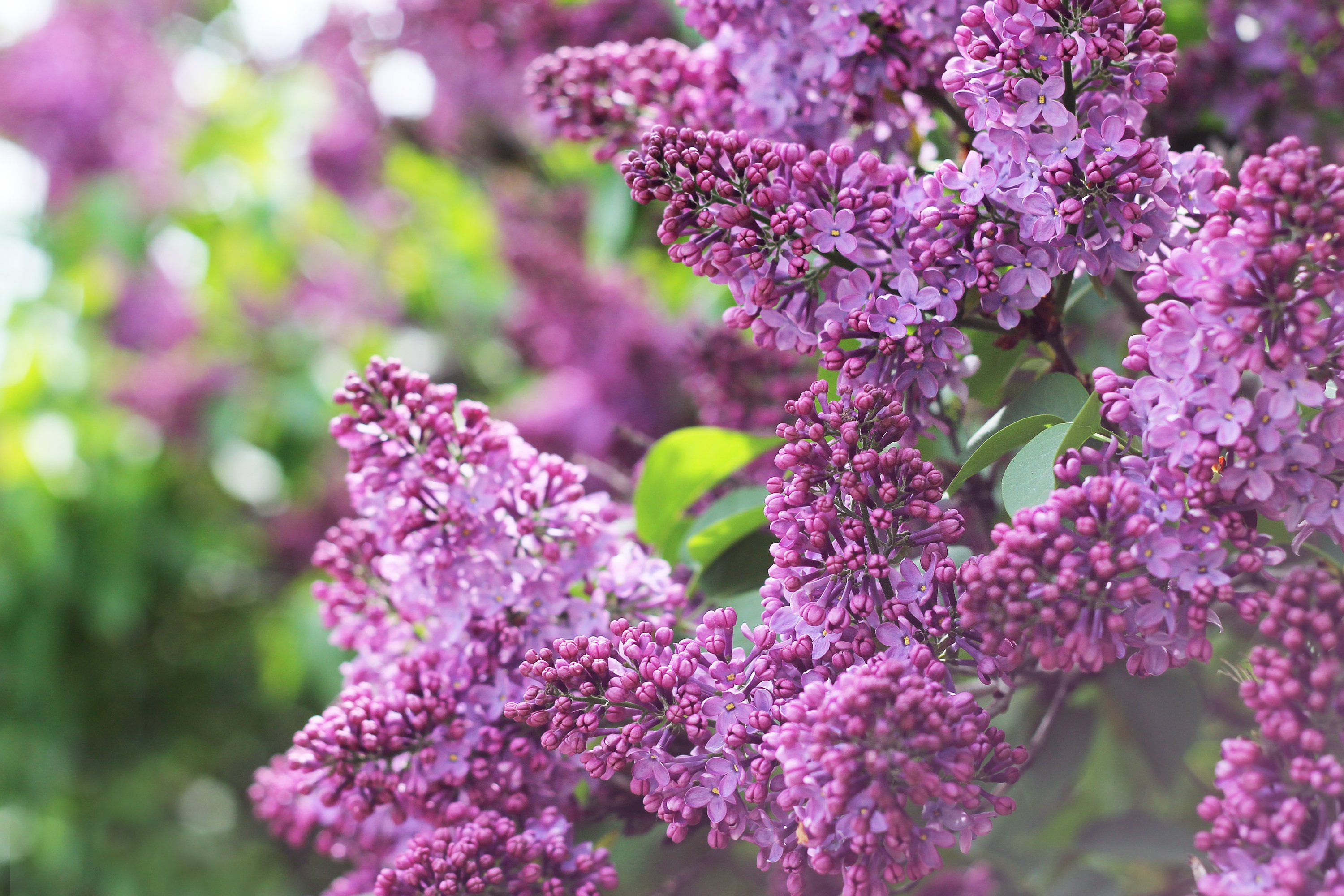 lilac, Flowers, Blossom, Morning, Spring Wallpaper