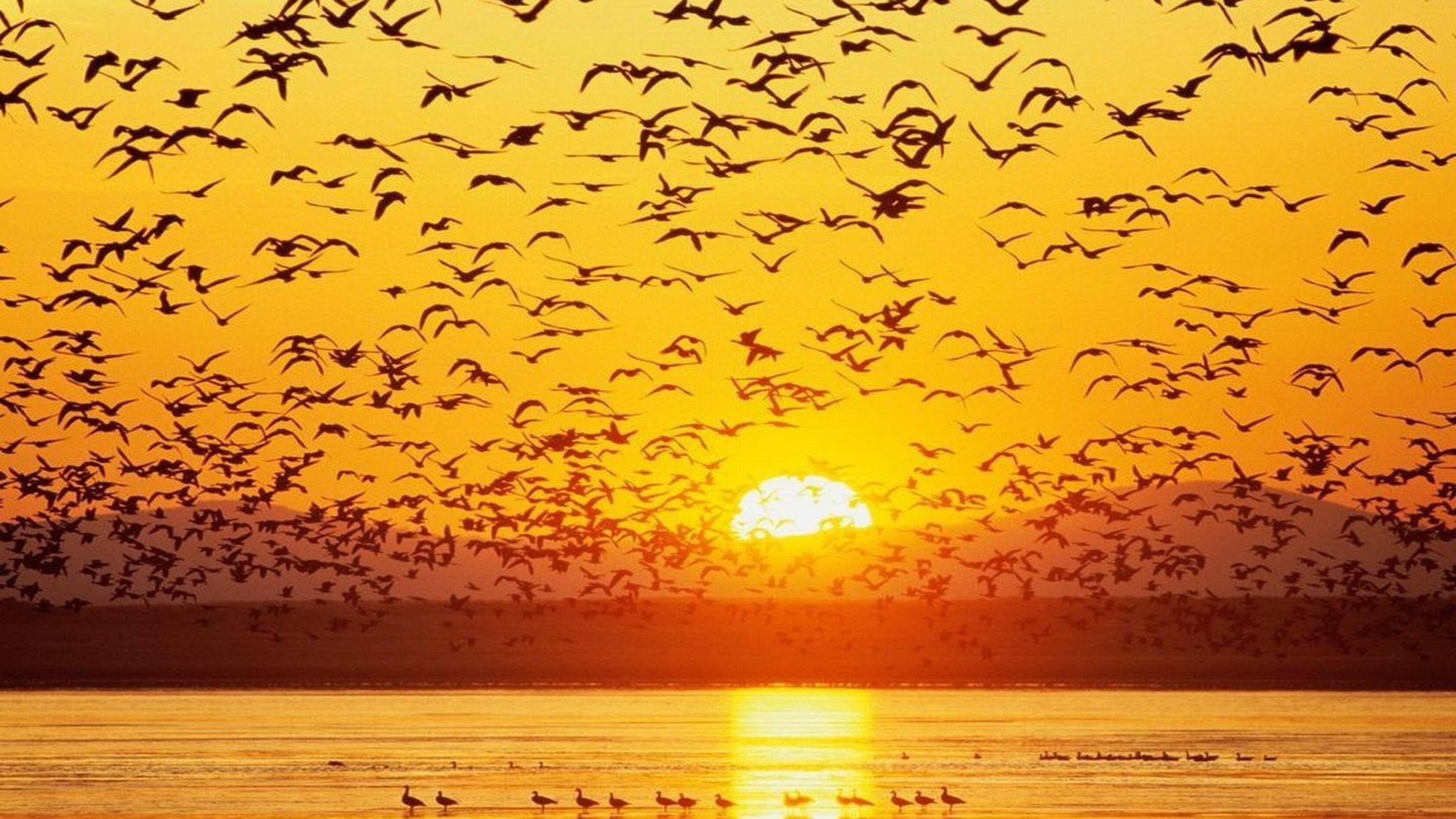 amanecer, Aves, Patos, Sol Wallpaper