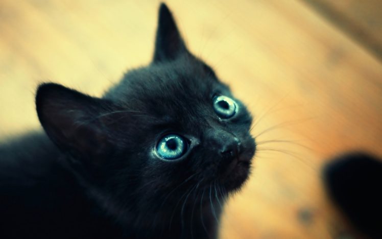 cats, Blue, Eyes, Animals, Kittens HD Wallpaper Desktop Background