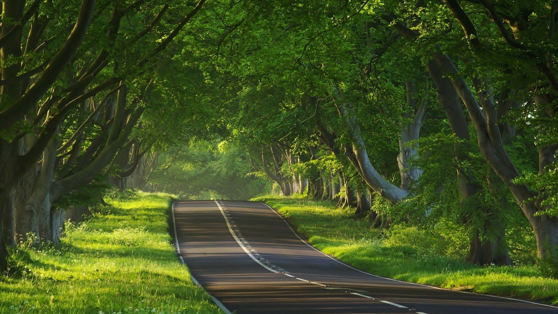 forest, Nature, Tree, Landscape, Road Wallpaper