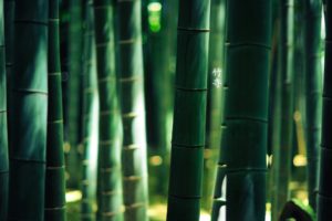 green, Nature, Forest, Bamboo, Depth, Of, Field