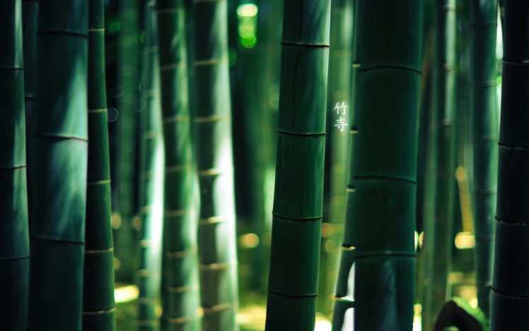 green, Nature, Forest, Bamboo, Depth, Of, Field HD Wallpaper Desktop Background