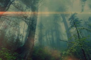 forest, Nature, Tree, Landscape, Fog, Mist