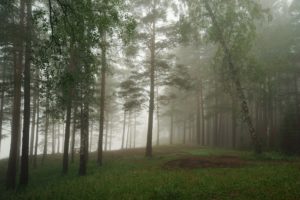 forest, Nature, Tree, Landscape, Fog, Mist