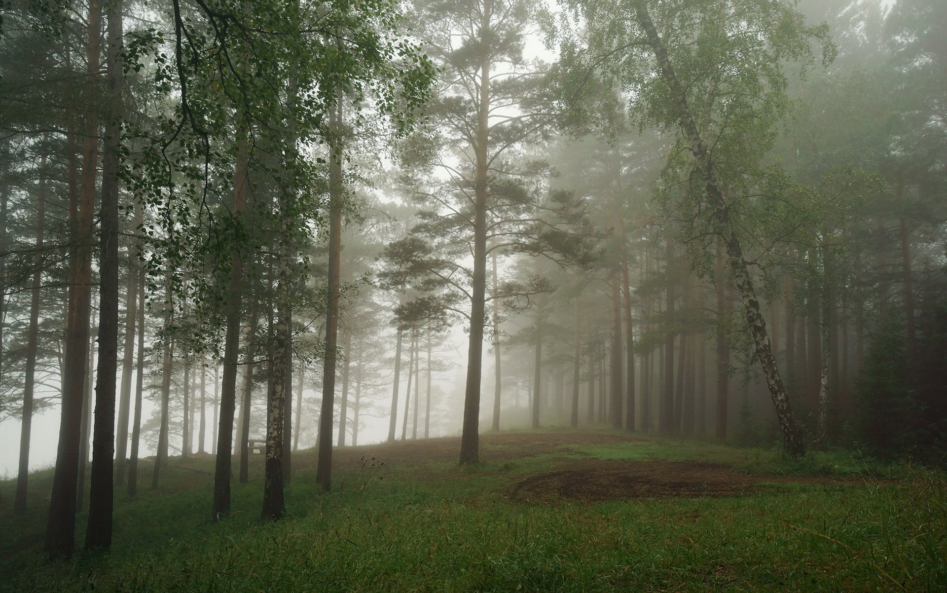 forest, Nature, Tree, Landscape, Fog, Mist Wallpaper