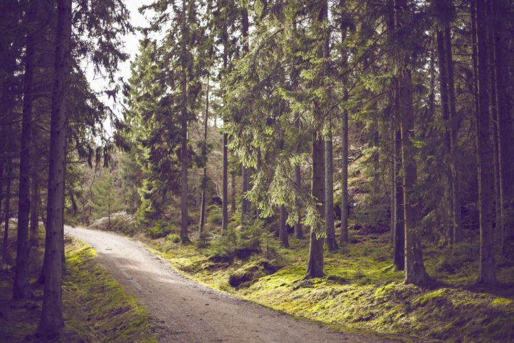 forest, Nature, Tree, Landscape, Road, Path HD Wallpaper Desktop Background