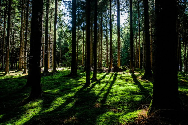 forest, Nature, Tree, Landscape HD Wallpaper Desktop Background