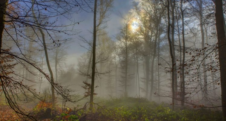 forest, Nature, Tree, Landscape, Fog, Mist HD Wallpaper Desktop Background