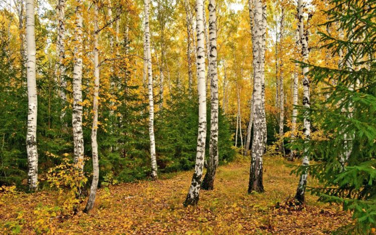 forest, Nature, Tree, Landscape, Autumn HD Wallpaper Desktop Background