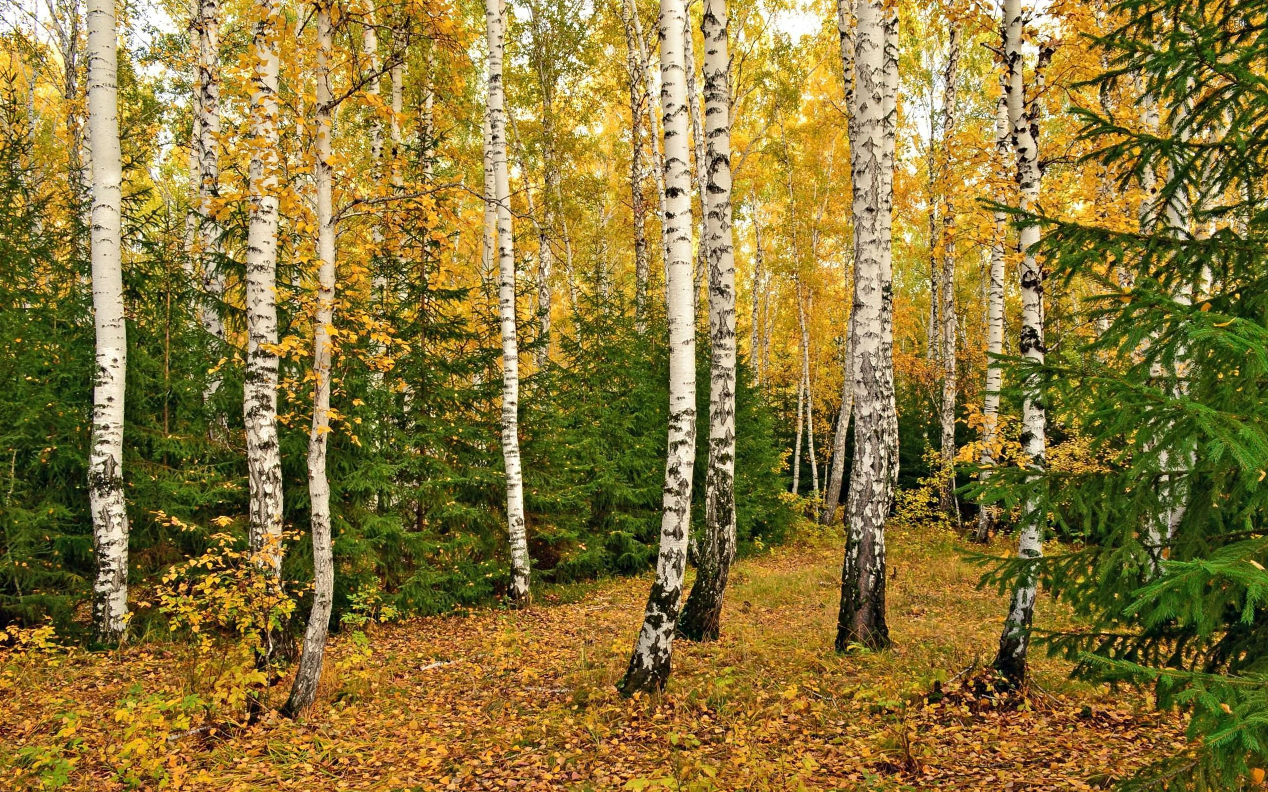 forest, Nature, Tree, Landscape, Autumn Wallpaper