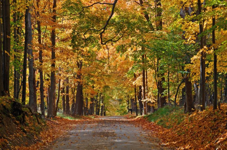forest, Nature, Tree, Landscape, Autumn HD Wallpaper Desktop Background