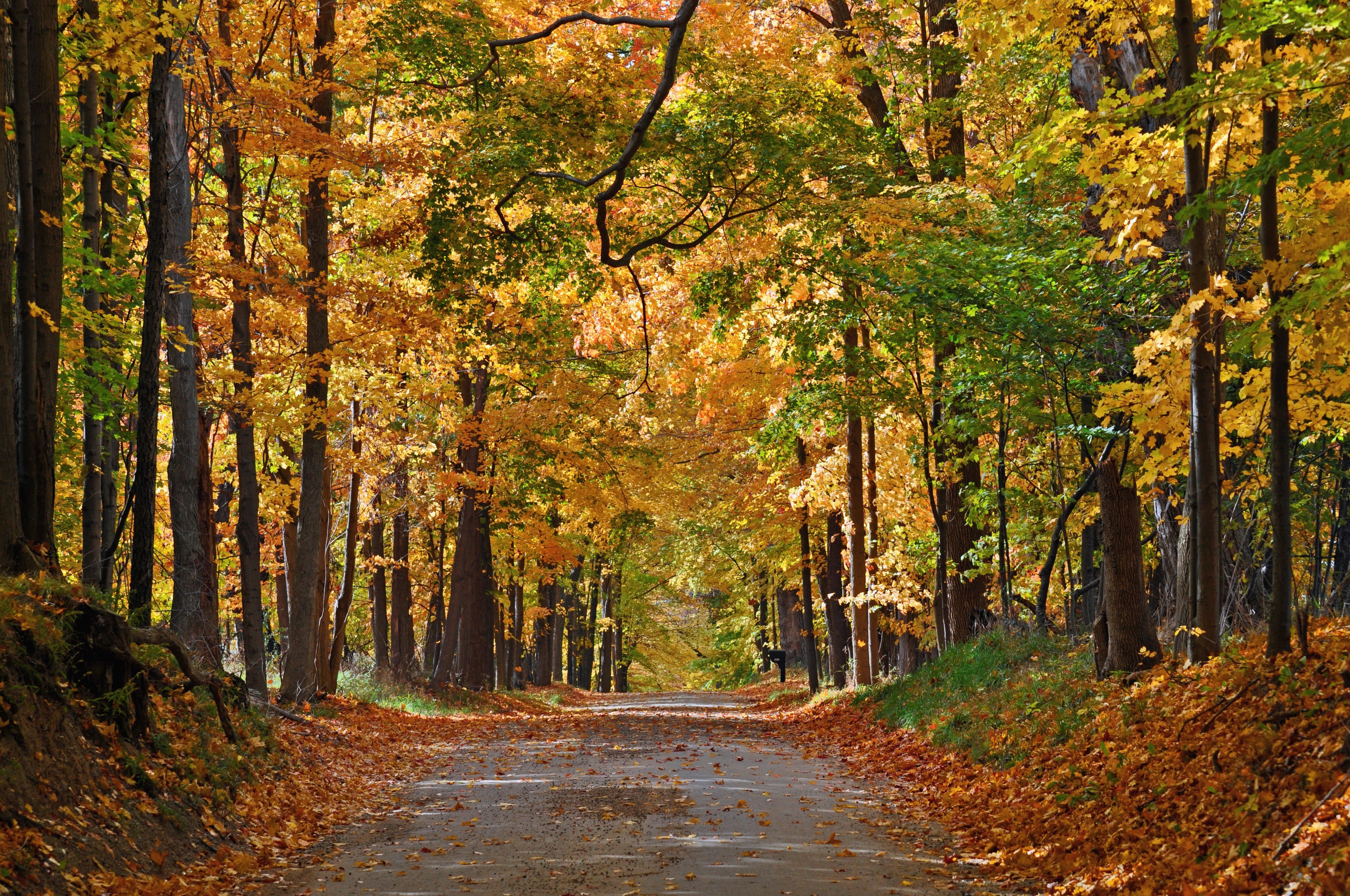 forest, Nature, Tree, Landscape, Autumn Wallpaper