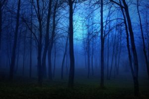 forest, Nature, Tree, Landscape, Night, Fog, Mist, Dark, Spooky