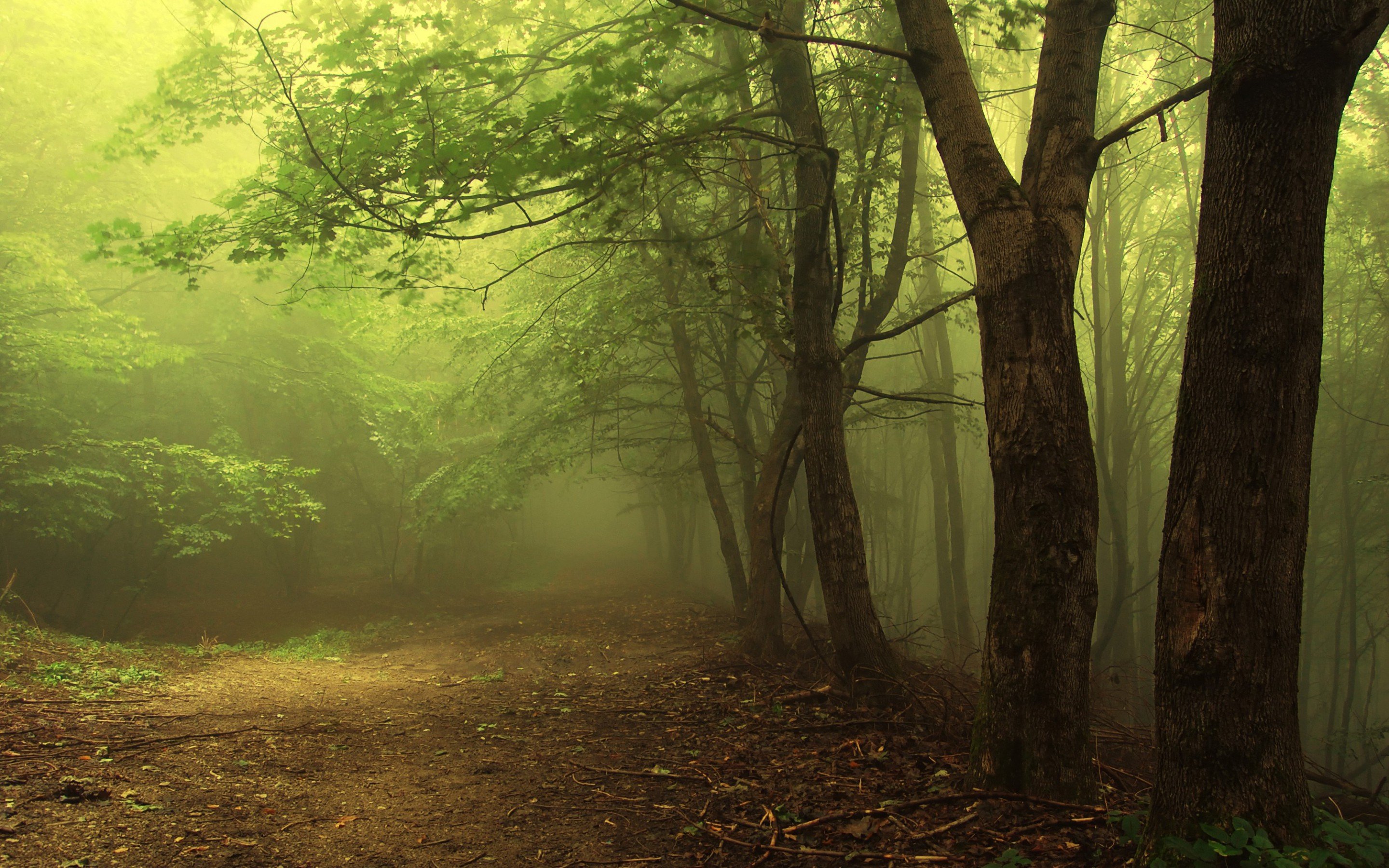 forest, Nature, Tree, Landscape, Fog Wallpaper