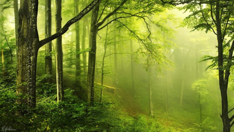 forest, Nature, Tree, Landscape, Fog HD Wallpaper Desktop Background