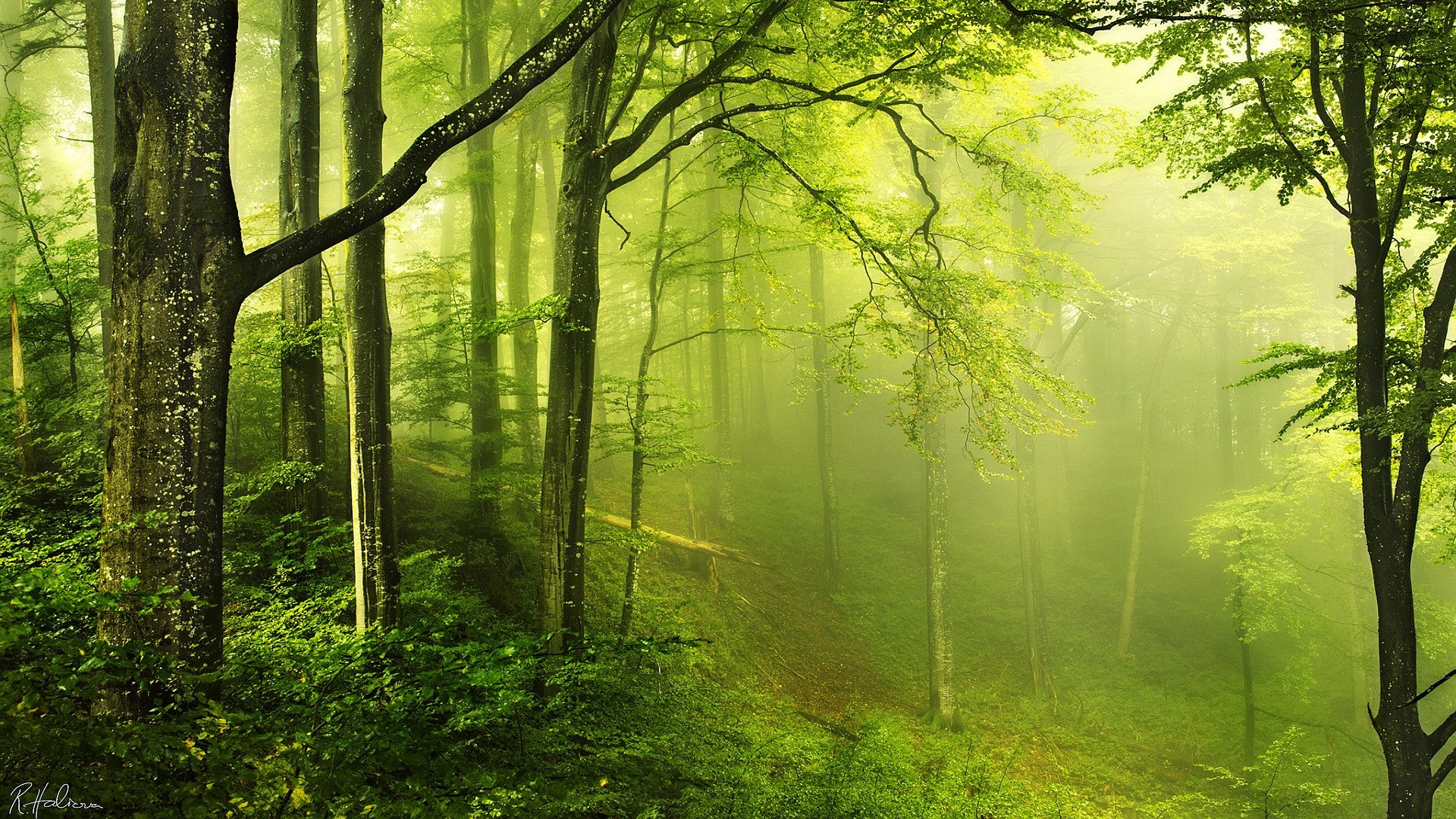 forest, Nature, Tree, Landscape, Fog Wallpaper