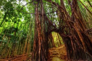 forest, Nature, Tree, Landscape, Bamboo