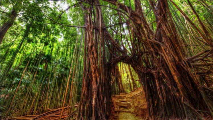 forest, Nature, Tree, Landscape, Bamboo HD Wallpaper Desktop Background