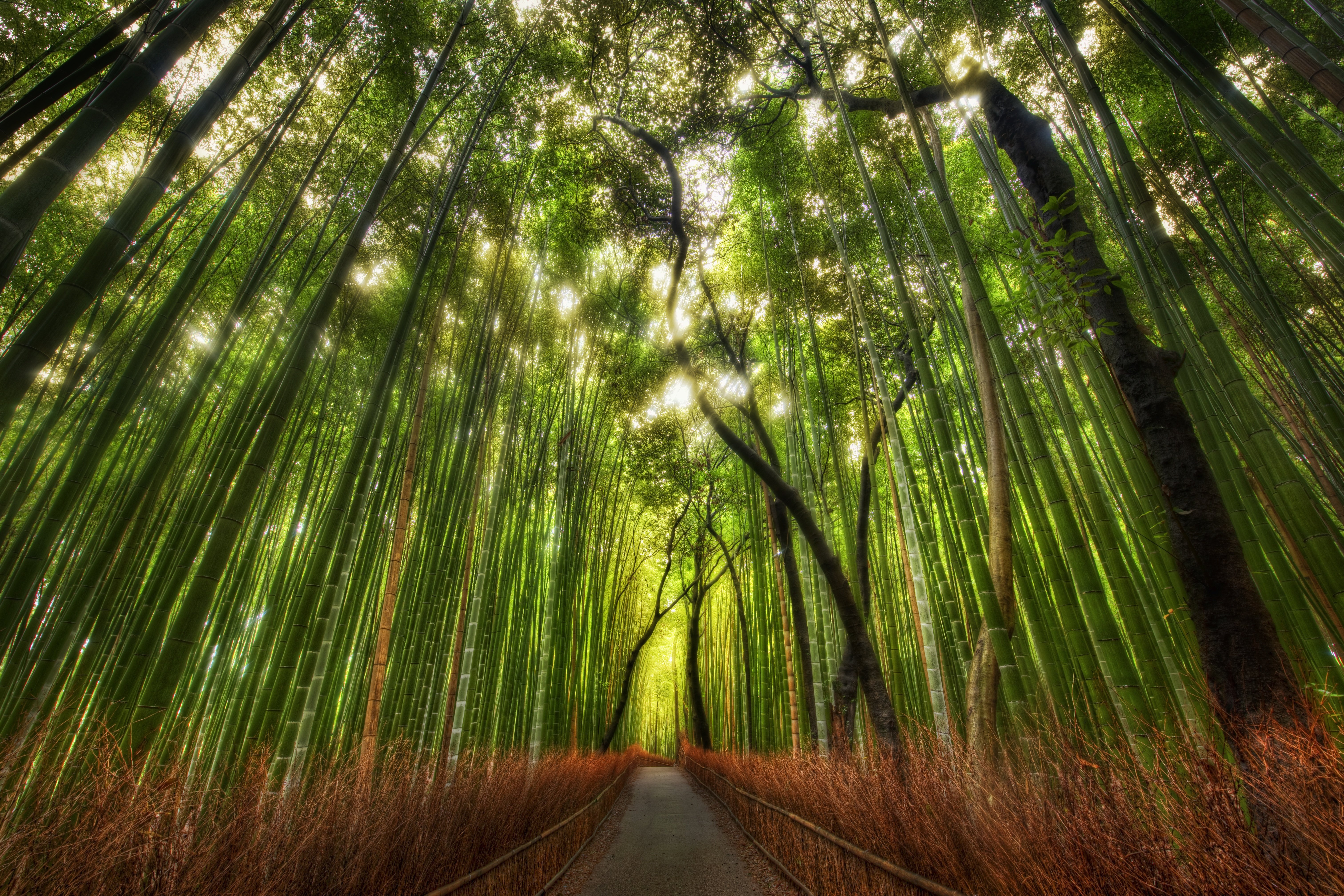 forest, Nature, Tree, Landscape, Bamboo Wallpaper
