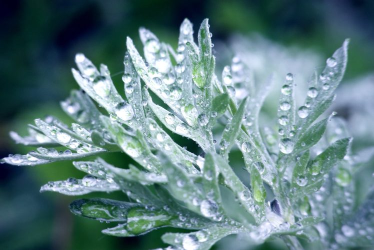 drops, Plant, Leaves, Rain, Macro HD Wallpaper Desktop Background