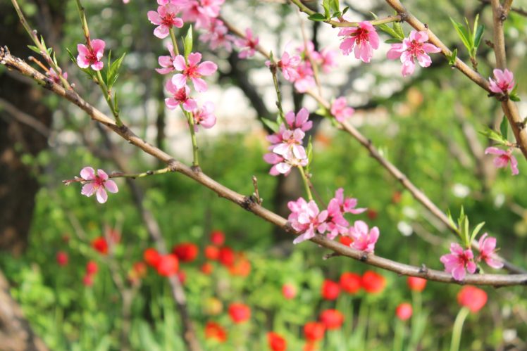peach, Tulips, Flowers, Blossom, Spring, Sunlight, Garden HD Wallpaper Desktop Background