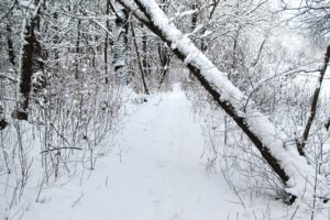 winter, Forest, Trees, Snow, Path