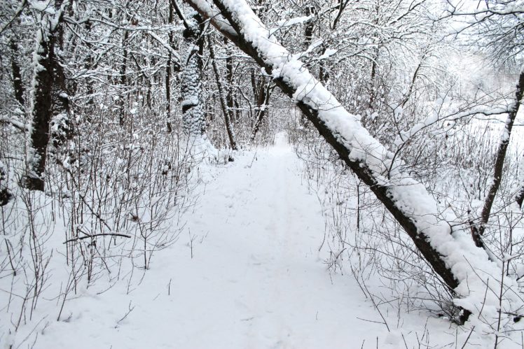 winter, Forest, Trees, Snow, Path HD Wallpaper Desktop Background