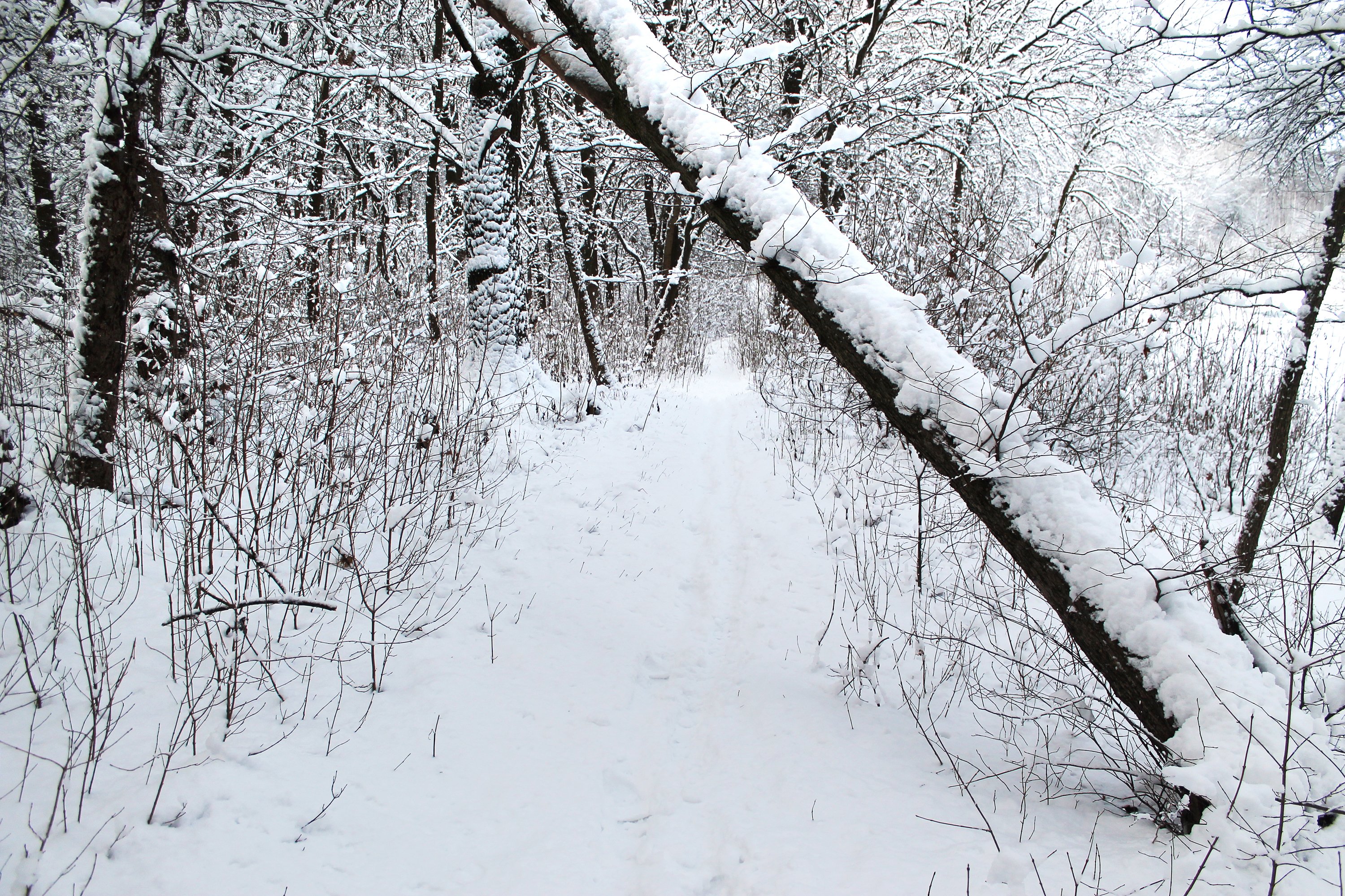 winter, Forest, Trees, Snow, Path Wallpaper