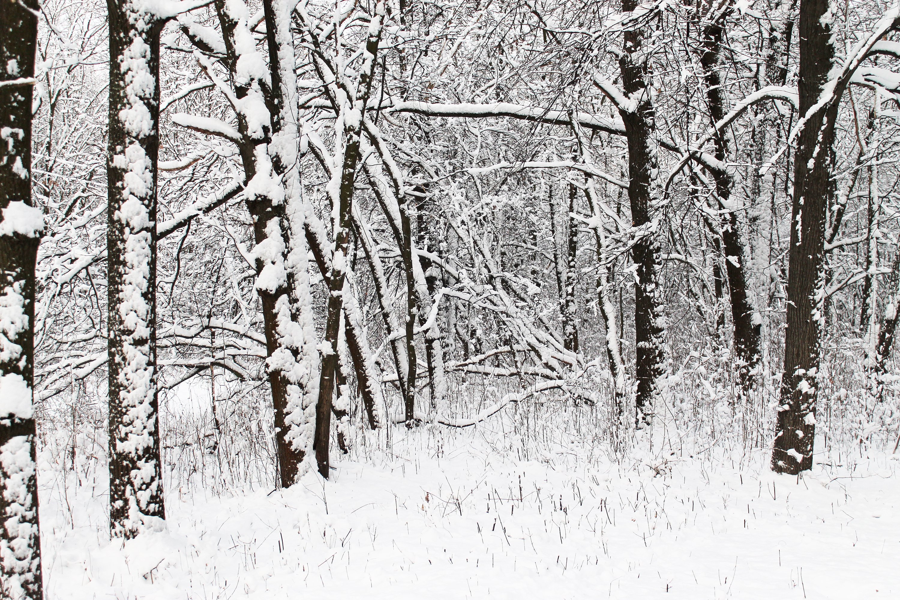 winter, Forest, Trees, Snow Wallpaper